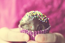 Thin Mint Cake Balls in Hand