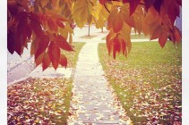 leaves