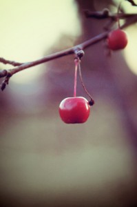 Small Berry