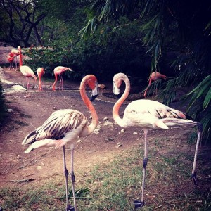 3-12Flamingos