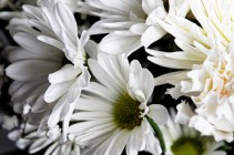 White Flowers