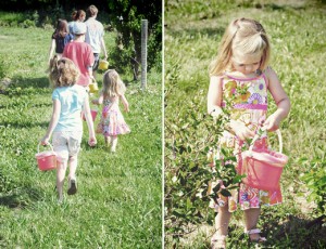 Blueberry Picking