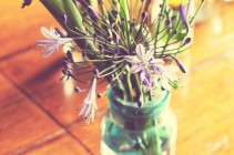 Purple Flowers