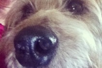 Meg Dog