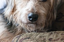 Meg the Rescue Dog from Puppies for Parole