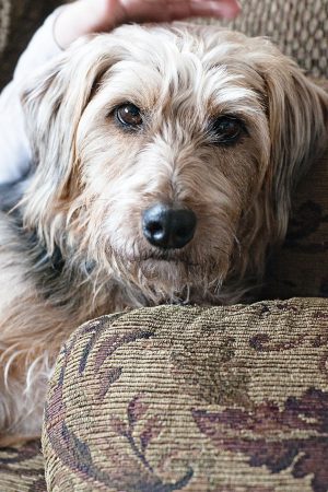 Meg the Rescue Dog from Puppies for Parole